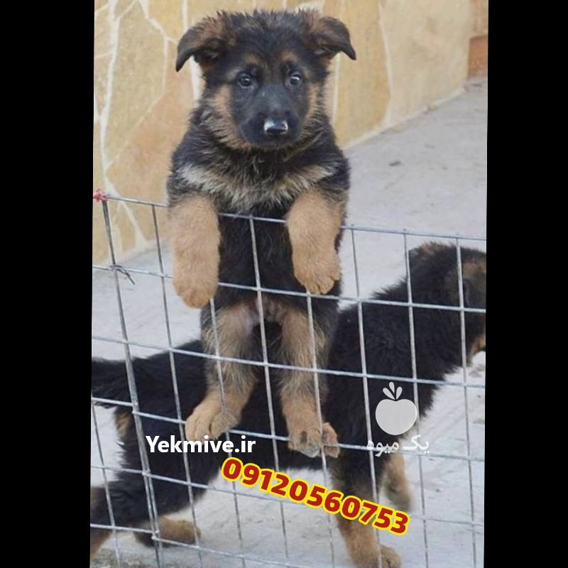 مرکز فروش سگ ژرمن شپرد در تهران در گروه سگ و گربه _ نگهبان هاسکی ژرمن دوبرمن سرابی در یکمیوه -عکس3