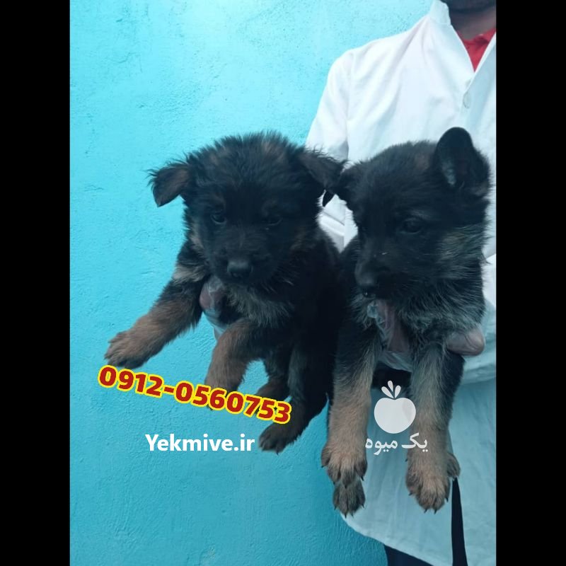 مرکز فروش سگ ژرمن شپرد در تهران در گروه سگ و گربه _ نگهبان هاسکی ژرمن دوبرمن سرابی در یکمیوه -عکس4