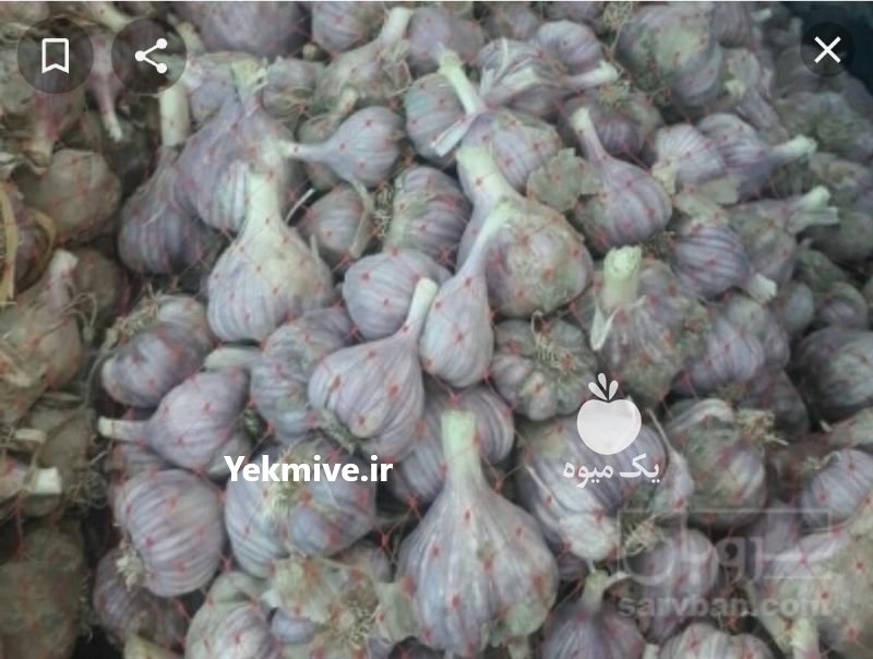 سیر قرمز ارگانیک در میناب در گروه خرید فروش عمده سیر - تازه خام ترشی خشک صادراتی در یکمیوه -عکس1