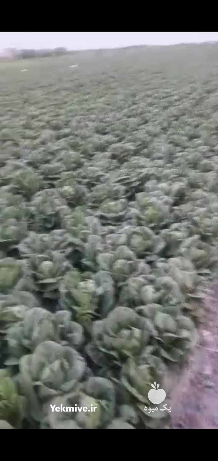 کاهو رسمی در ورامین در تهران در گروه خرید فروش عمده کاهو - رسمی پیچ سالادی فرانسوی چینی قرمز در یکمیوه -عکس1