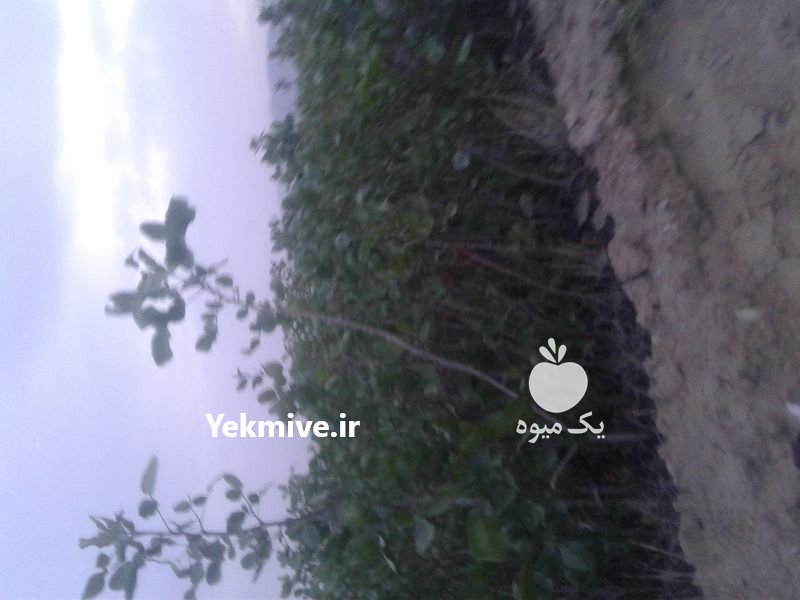 فروش نهال پسته ویژه در نی ریز در گروه خرید فروش نهال - انواع گردو پسته بادام سلطانی انگور در یکمیوه -عکس1