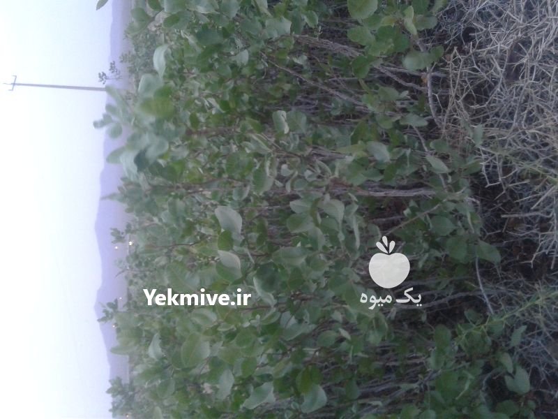 فروش نهال پسته ویژه در نی ریز در گروه خرید فروش نهال - انواع گردو پسته بادام سلطانی انگور در یکمیوه -عکس2