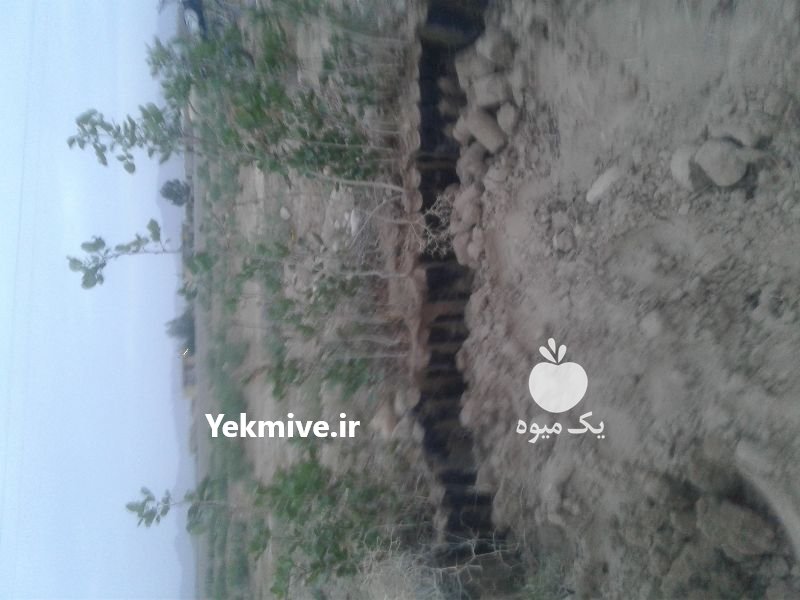 فروش نهال پسته ویژه در نی ریز در گروه خرید فروش نهال - انواع گردو پسته بادام سلطانی انگور در یکمیوه -عکس3