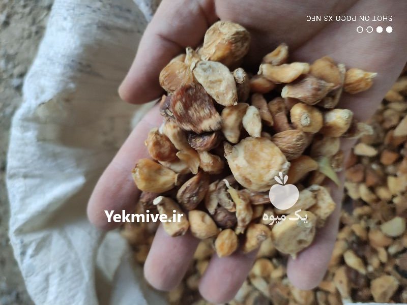 فروش پودر سیر دامی در مریانج در گروه خوراک دام و طیور - پرواری شیری علوفه یونجه در یکمیوه -عکس4