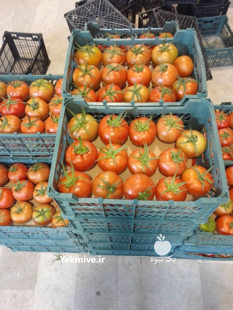 فروش گوجه ساخیا صادراتی در کرمان  در گروه خرید فروش عمده گوجه فرنگی - فرنگی سبز قرمز سیاه کبابی ربی در یکمیوه -عکس1