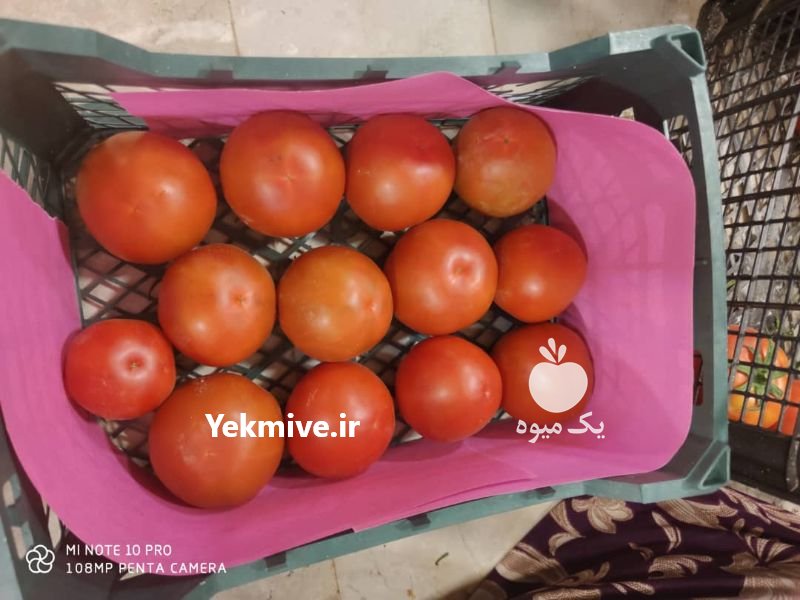 فروش گوجه ساخیا صادراتی در کرمان  در گروه خرید فروش عمده گوجه فرنگی - فرنگی سبز قرمز سیاه کبابی ربی در یکمیوه -عکس2