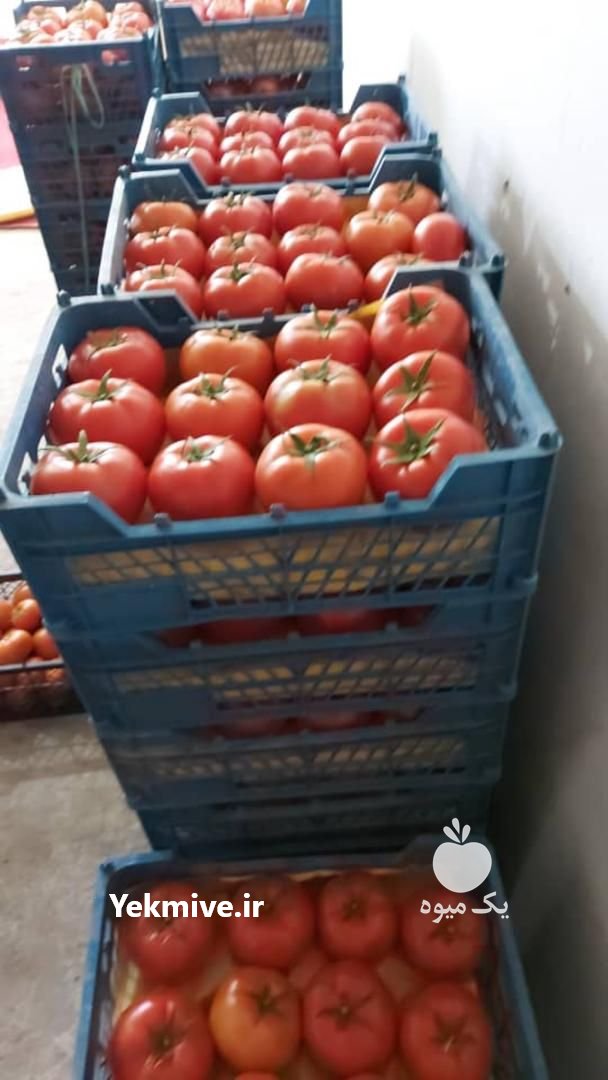 فروش گوجه ساخیا صادراتی در کرمان  در گروه خرید فروش عمده گوجه فرنگی - فرنگی سبز قرمز سیاه کبابی ربی در یکمیوه -عکس3