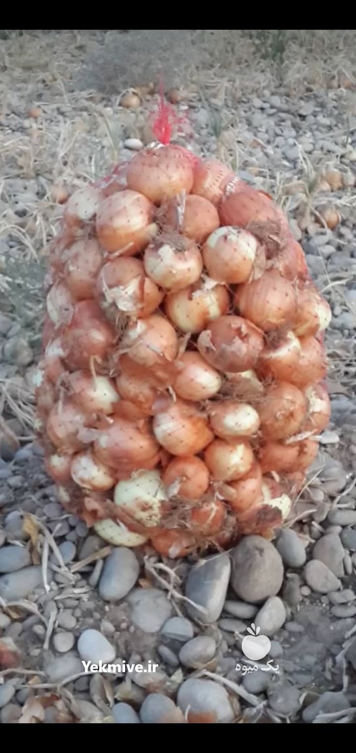 بار بار کن هستم ملون هندوانه  در دزفول در گروه بار بارکن خرید و فروش عمده محصولات کشاورزی باربارکن میوه گوجه در یکمیوه -عکس1