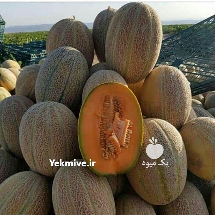 بار بار کن هستم ملون هندوانه  در دزفول در گروه بار بارکن خرید و فروش عمده محصولات کشاورزی باربارکن میوه گوجه در یکمیوه -عکس3