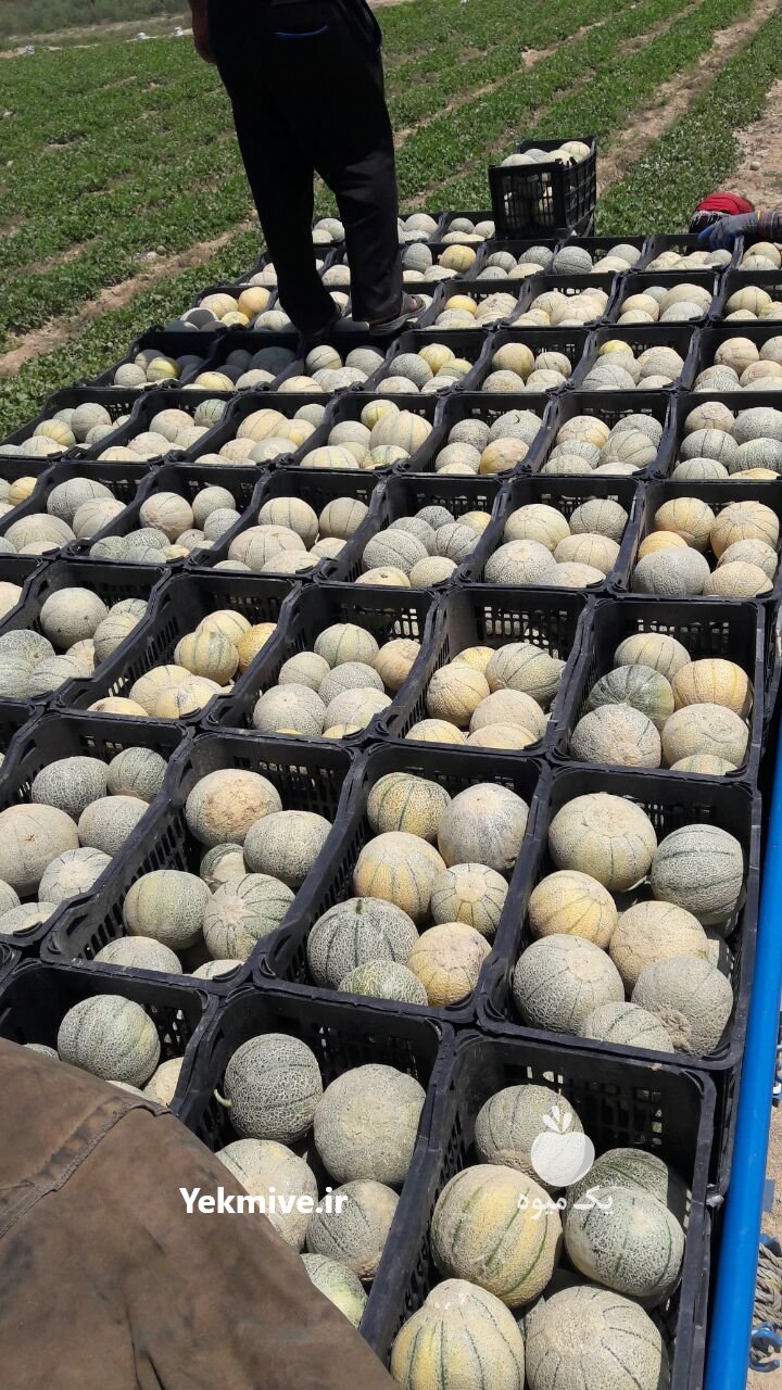 بار بار کن هستم ملون هندوانه  در دزفول در گروه بار بارکن خرید و فروش عمده محصولات کشاورزی باربارکن میوه گوجه در یکمیوه -عکس4