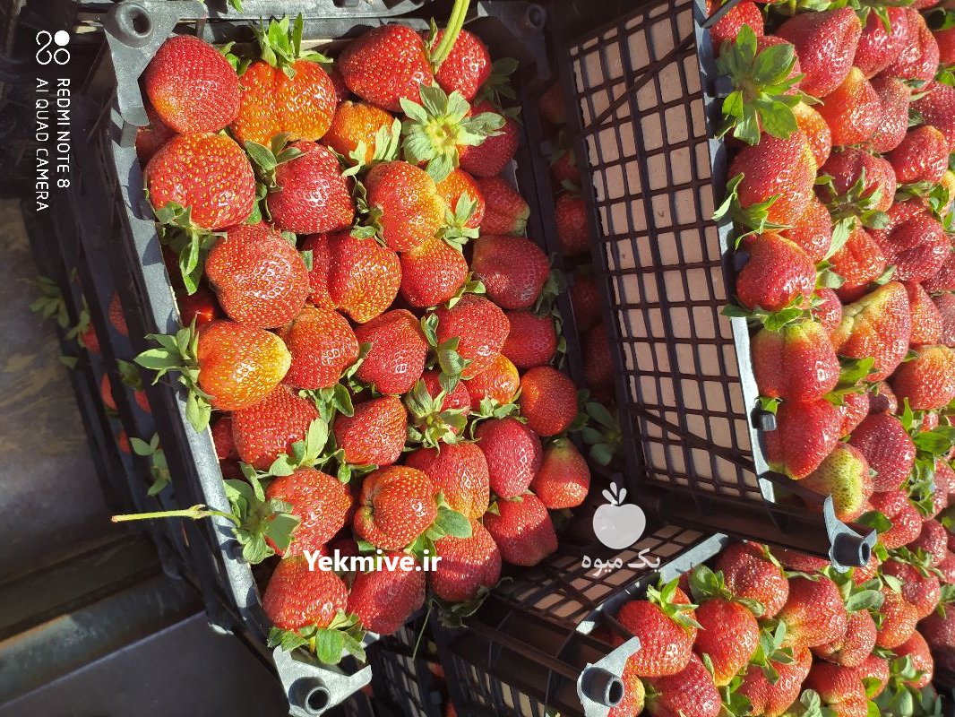فروش توت فرنگی دلند در گلستان در گروه خرید فروش عمده توت فرنگی - خرید فروش عمده قرمز سفید در یکمیوه -عکس1