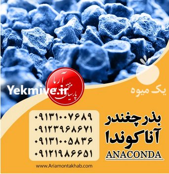 فروش بذر چغندر قند در اصفهان در گروه خرید فروش بذر - انواع محصول کشاورزی گوجه کتان میوه درخت در یکمیوه -عکس2