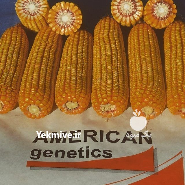 فروش بذر ذرت در اصفهان در گروه خرید فروش بذر - انواع محصول کشاورزی گوجه کتان میوه درخت در یکمیوه -عکس1