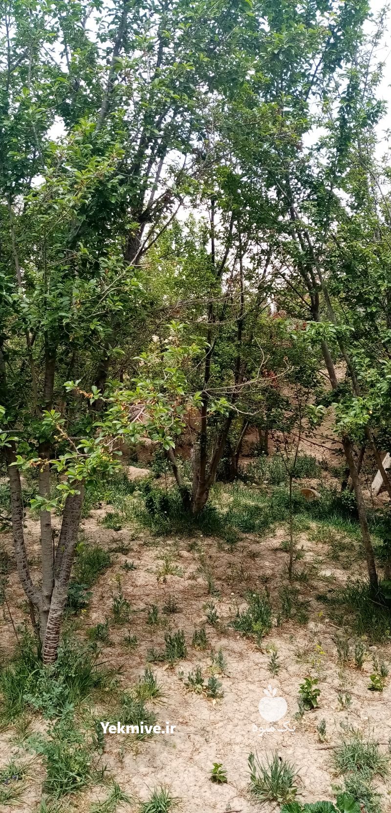 فروش آلبالو بومی اصفهان در خمینی شهر در گروه خرید فروش عمده آلبالو - رسمی خارجی سرخ قرمز مربایی شربتی در یکمیوه -عکس1