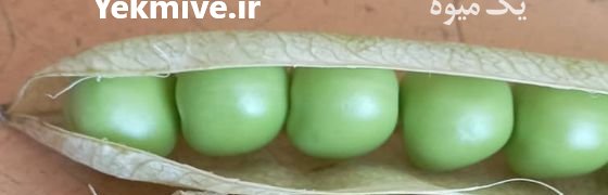 فروش نخود فرنگی سبز تازه در گلستان در گروه خرید فروش عمده نخود - فرنگی خام سبز فروش عمده در یکمیوه -عکس1