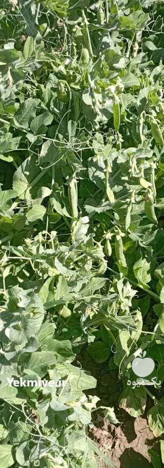 فروش نخود فرنگی سبز تازه در گلستان در گروه خرید فروش عمده نخود - فرنگی خام سبز فروش عمده در یکمیوه -عکس2