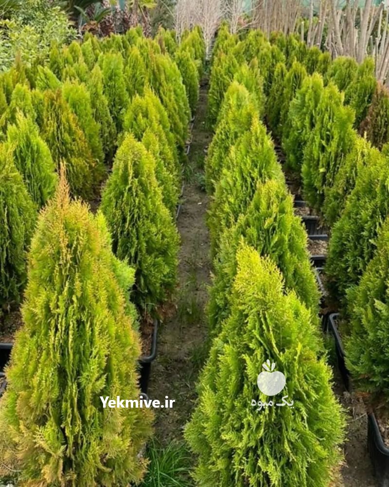 نهال کامیس پاریس و لاوسون در ساری در گروه سایر خدمات - حوزه محصولات کشاورزی و دامپروری در یکمیوه -عکس1