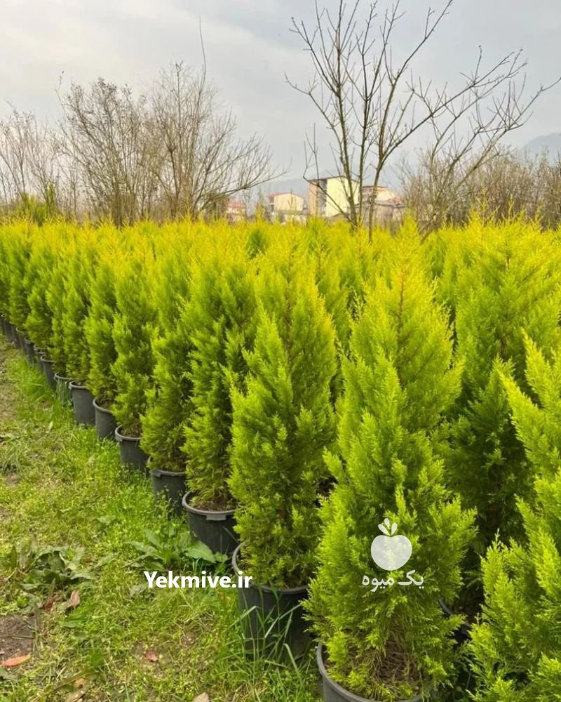 نهال کامیس پاریس و لاوسون در ساری در گروه سایر خدمات - حوزه محصولات کشاورزی و دامپروری در یکمیوه -عکس2