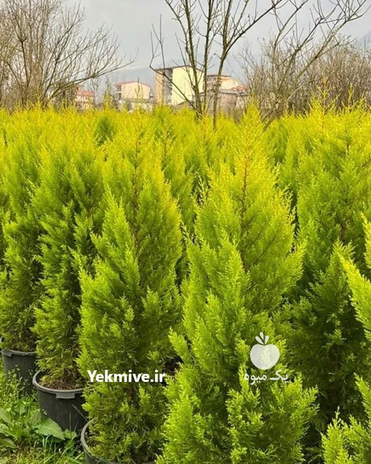 نهال کامیس پاریس و لاوسون در ساری در گروه سایر خدمات - حوزه محصولات کشاورزی و دامپروری در یکمیوه -عکس3