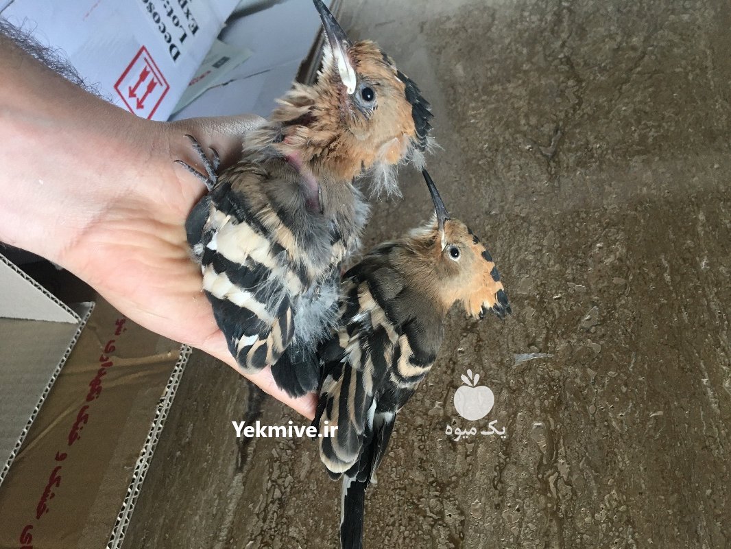 فروش انواع هدهد در تهران در گروه انواع پرنده - زینتی عروس هما مینا طوطی مرغ عشق در یکمیوه -عکس1