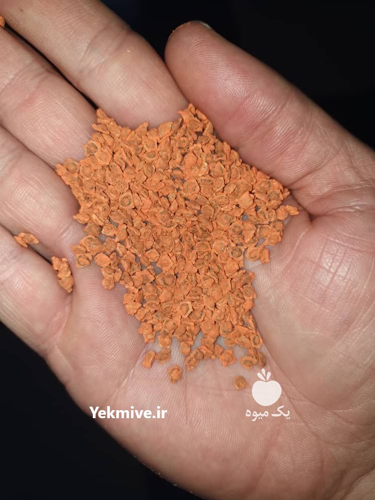 بذر وارداتی چغندر قند در ازنا در گروه خرید فروش بذر - انواع محصول کشاورزی گوجه کتان میوه درخت در یکمیوه -عکس1