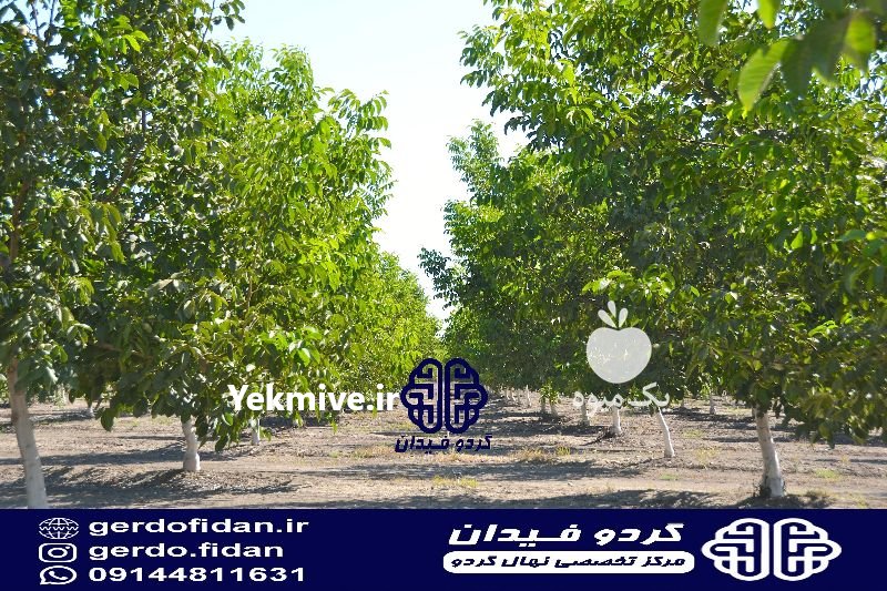 نهالستان گردو فیدان در ارومیه در گروه خرید فروش نهال - انواع گردو پسته بادام سلطانی انگور در یکمیوه -عکس3