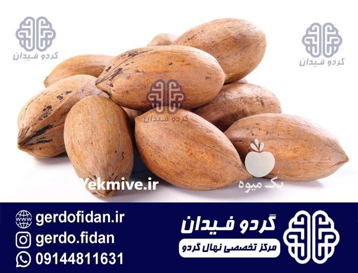 نهالستان گردو فیدان در ارومیه در گروه خرید فروش نهال - انواع گردو پسته بادام سلطانی انگور در یکمیوه -عکس4