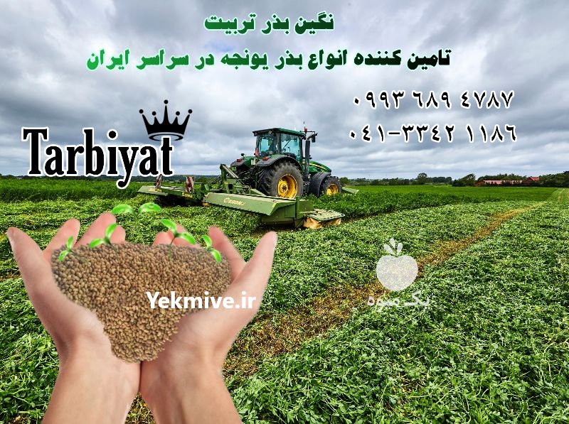 فروش انواع بذر یونجه در تهران در گروه خرید فروش بذر - انواع محصول کشاورزی گوجه کتان میوه درخت در یکمیوه -عکس1