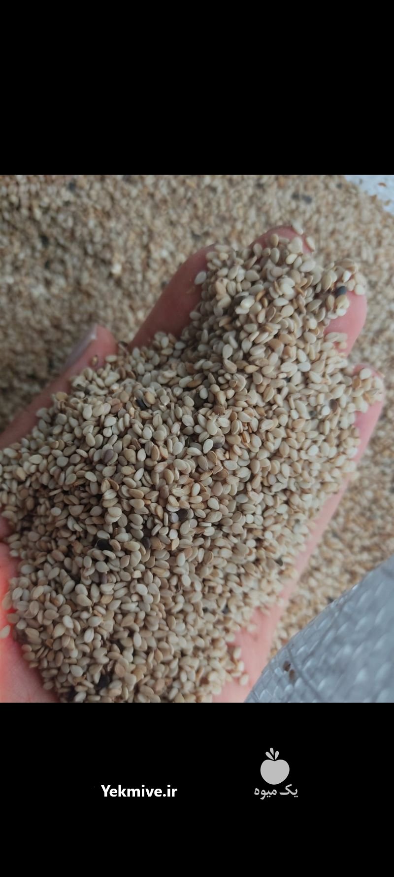 فروش عمده کنجد پاکستانی در اصفهان در گروه خرید فروش عمده دانه های روغنی - کلزا خردل آفتابگردان بادام کنجد سویا در یکمیوه -عکس2