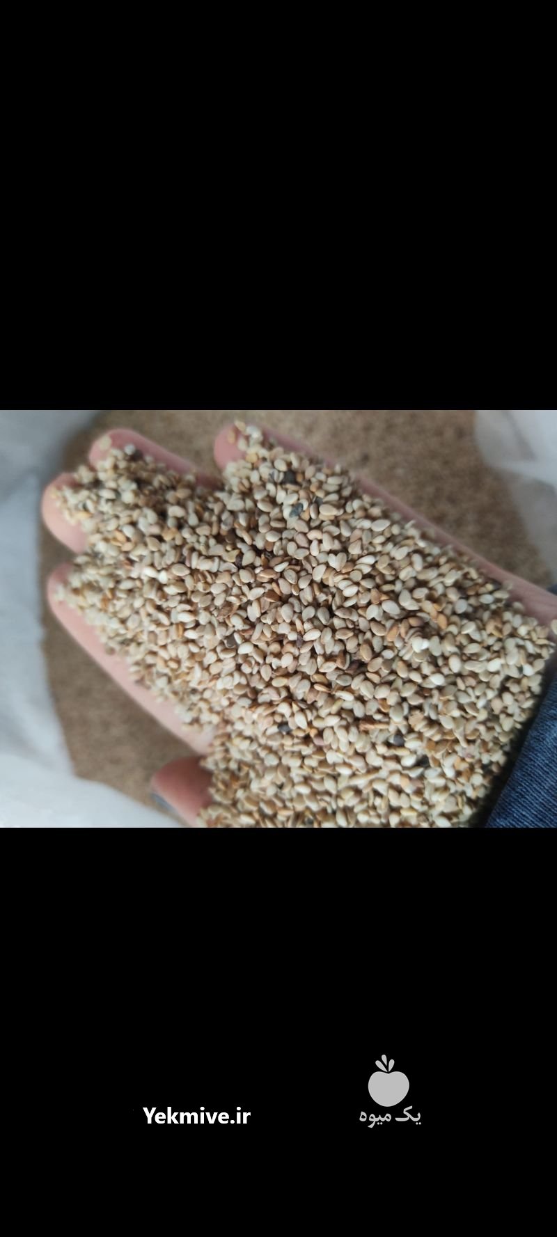 فروش عمده کنجد پاکستانی در اصفهان در گروه خرید فروش عمده دانه های روغنی - کلزا خردل آفتابگردان بادام کنجد سویا در یکمیوه -عکس1