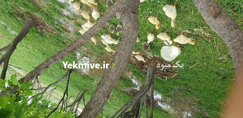 فروش قوغاز در اقبالیه در گروه مرغ و خروس و بوقلمون و اردک قو قاز در یکمیوه -عکس1