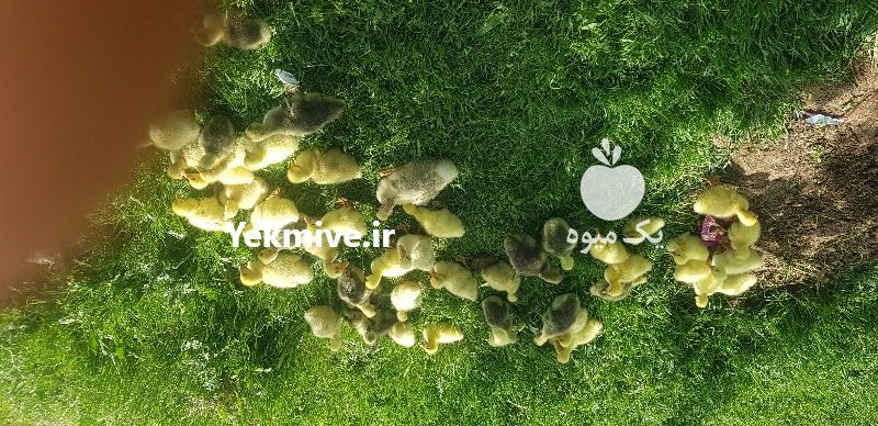 فروش قوغاز در اقبالیه در گروه مرغ و خروس و بوقلمون و اردک قو قاز در یکمیوه -عکس2