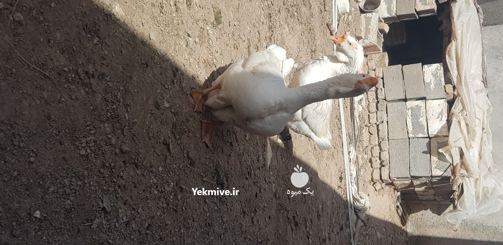 فروش قوغاز در اقبالیه در گروه مرغ و خروس و بوقلمون و اردک قو قاز در یکمیوه -عکس3