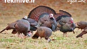 پرورش و پیش فروش بوقلمون در گیلان در گروه مرغ و خروس و بوقلمون و اردک قو قاز در یکمیوه -عکس2