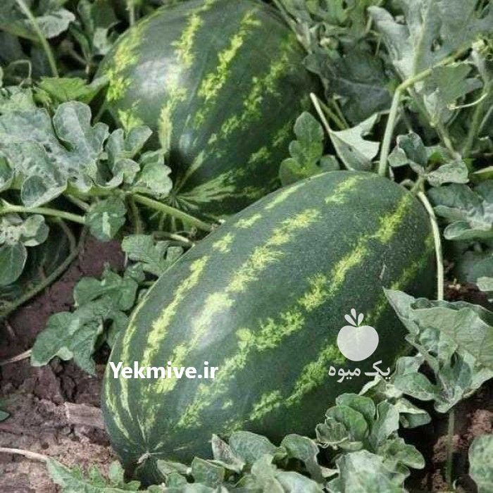 هندوانه B 32 صادراتی در نورآباد در گروه خرید فروش عمده هندوانه - صادراتی گرد بیضی زرد قرمز در یکمیوه -عکس1