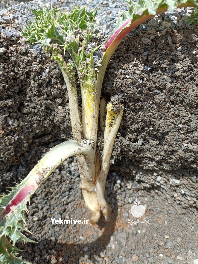 نشا و نهال انغوزه باریجه وشا کنگر در اصفهان در گروه خرید فروش نشا - انواع گوجه برنج کاهو پیاز کاری فرنگی در یکمیوه -عکس1