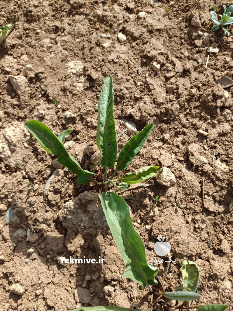 نشا و نهال انغوزه باریجه وشا کنگر در اصفهان در گروه خرید فروش نشا - انواع گوجه برنج کاهو پیاز کاری فرنگی در یکمیوه -عکس2