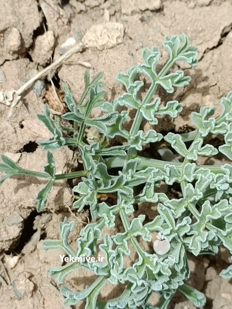 نشا و نهال انغوزه باریجه وشا کنگر در اصفهان در گروه خرید فروش نشا - انواع گوجه برنج کاهو پیاز کاری فرنگی در یکمیوه -عکس3
