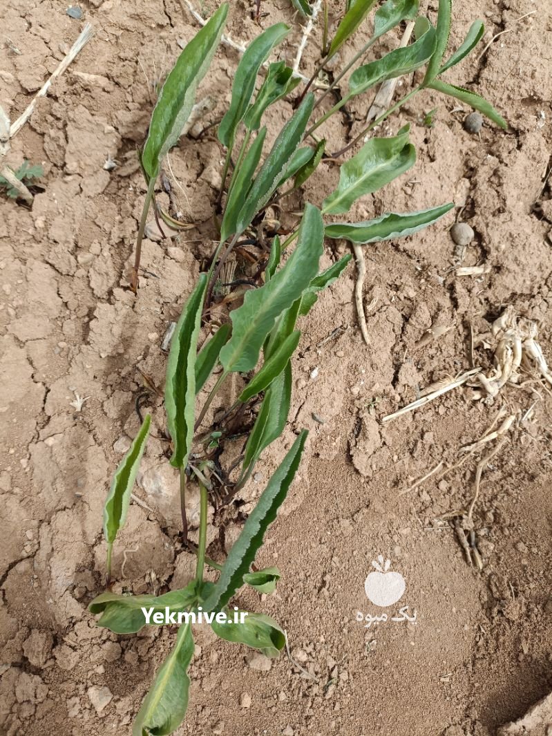 نشا و نهال انغوزه باریجه وشا کنگر در اصفهان در گروه خرید فروش نشا - انواع گوجه برنج کاهو پیاز کاری فرنگی در یکمیوه -عکس4