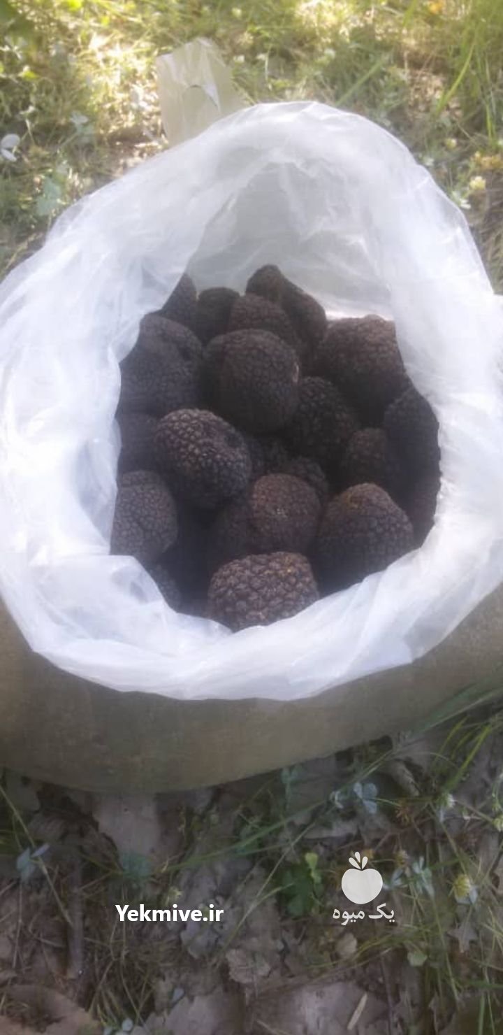 قارچ کوهی ترافل سیاه در ساری در گروه خرید فروش عمده سایر محصولات باغبانی مرکبات در یکمیوه -عکس1