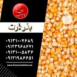 بذر چغندر قند پیرولا در چالانچولان در گروه خرید فروش بذر - انواع محصول کشاورزی گوجه کتان میوه درخت در یکمیوه -عکس1