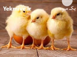 فروش جوجه گوشتی عمده در آذربایجان غربی در گروه مرغ و خروس و بوقلمون و اردک قو قاز در یکمیوه -عکس1