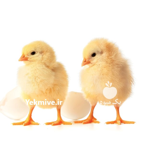 فروش جوجه گوشتی عمده در آذربایجان غربی در گروه مرغ و خروس و بوقلمون و اردک قو قاز در یکمیوه -عکس2