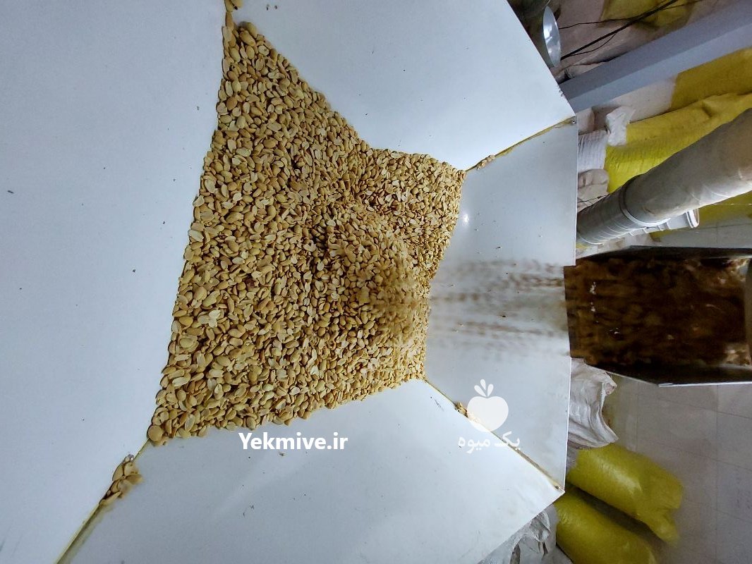 بادام زمینی مخصوص کره در مشهد در گروه خرید فروش عمده دانه های روغنی - کلزا خردل آفتابگردان بادام کنجد سویا در یکمیوه -عکس3
