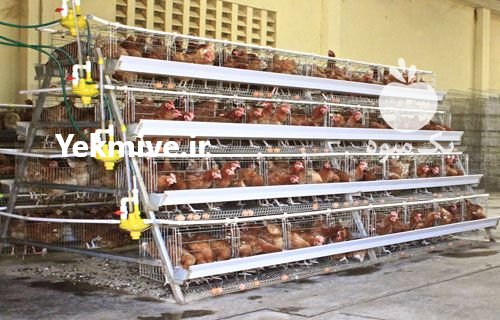 فروش قفس طیور در اسلامشهر در گروه تجهیزات دام و طیور - خرید فروش نو دسته دوم در یکمیوه -عکس1