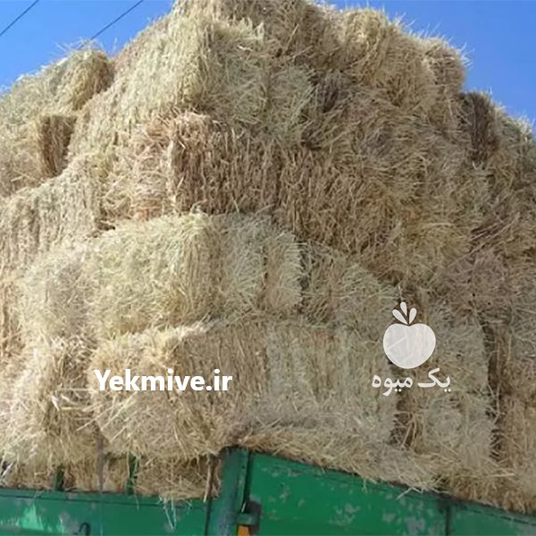 فروش یونجه و کاه دام و طیور در اصفهان در گروه خوراک دام و طیور - پرواری شیری علوفه یونجه در یکمیوه -عکس2