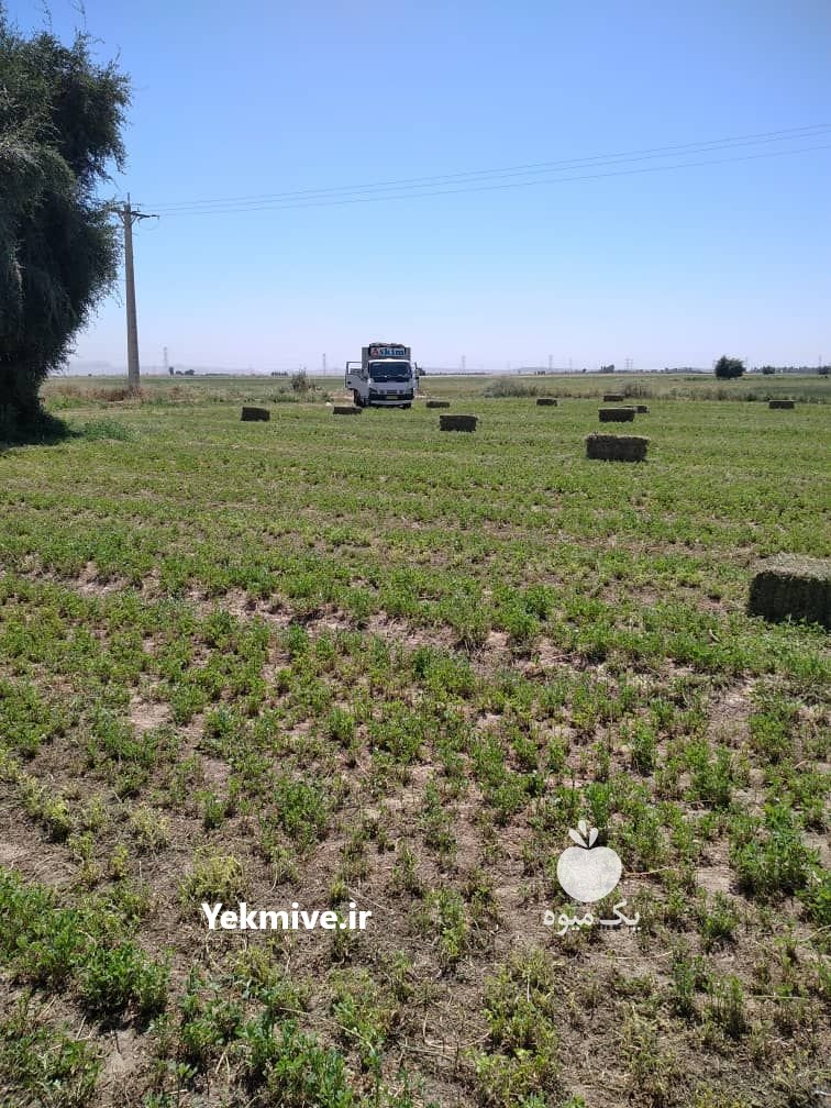 فروش خوراک دام و طیور و آبزیان در اصفهان در گروه خوراک دام و طیور - پرواری شیری علوفه یونجه در یکمیوه -عکس1