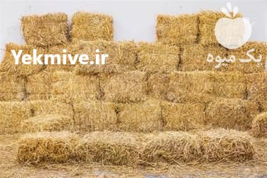 فروش ذرت علوفه ای ( چاپر ) در اصفهان در گروه خوراک دام و طیور - پرواری شیری علوفه یونجه در یکمیوه -عکس1