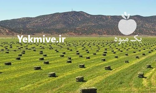 فروش ذرت علوفه ای ( چاپر ) در اصفهان در گروه خوراک دام و طیور - پرواری شیری علوفه یونجه در یکمیوه -عکس2