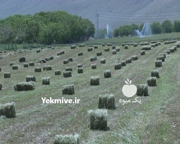 خرید یونجه و کاه در اصفهان در گروه خوراک دام و طیور - پرواری شیری علوفه یونجه در یکمیوه -عکس2